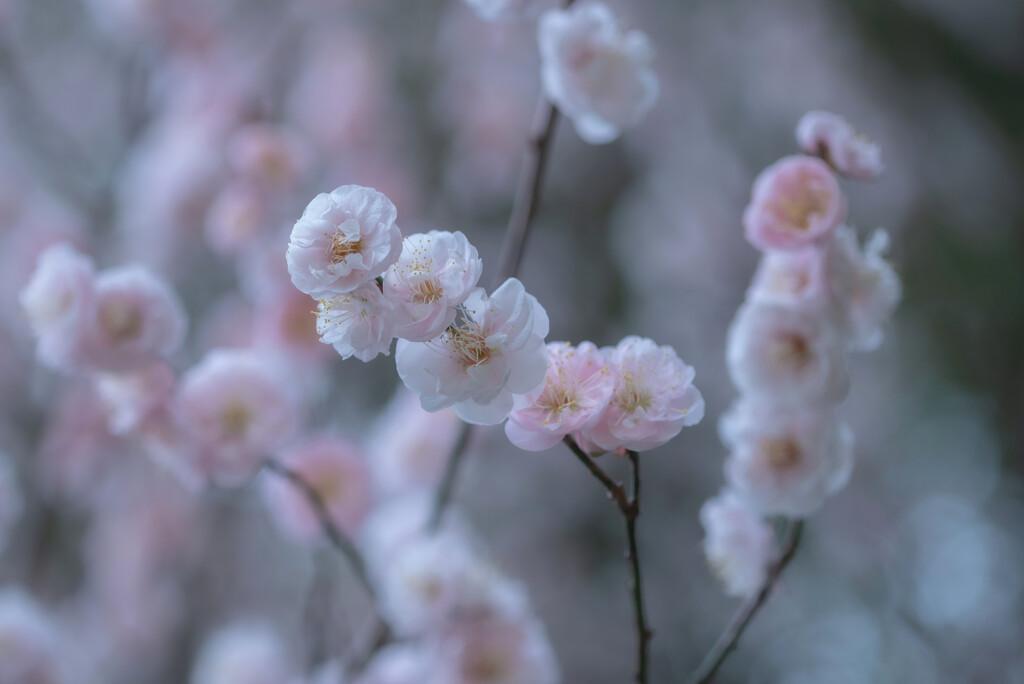 春爛漫