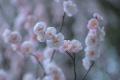 春爛漫