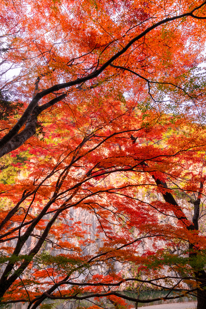 満天の紅葉