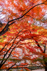 満天の紅葉