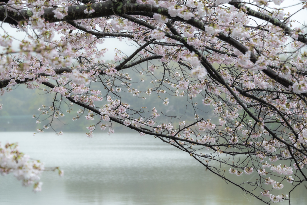 雨の日の桜
