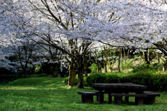 満開の桜とベンチ