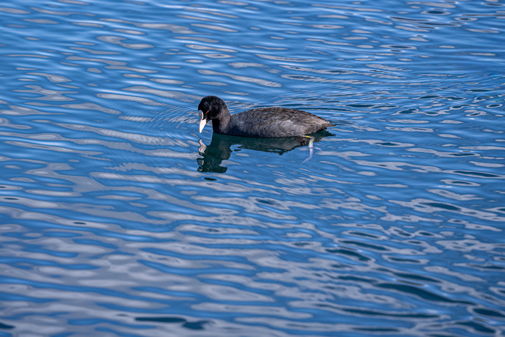 湧水池のオオバン