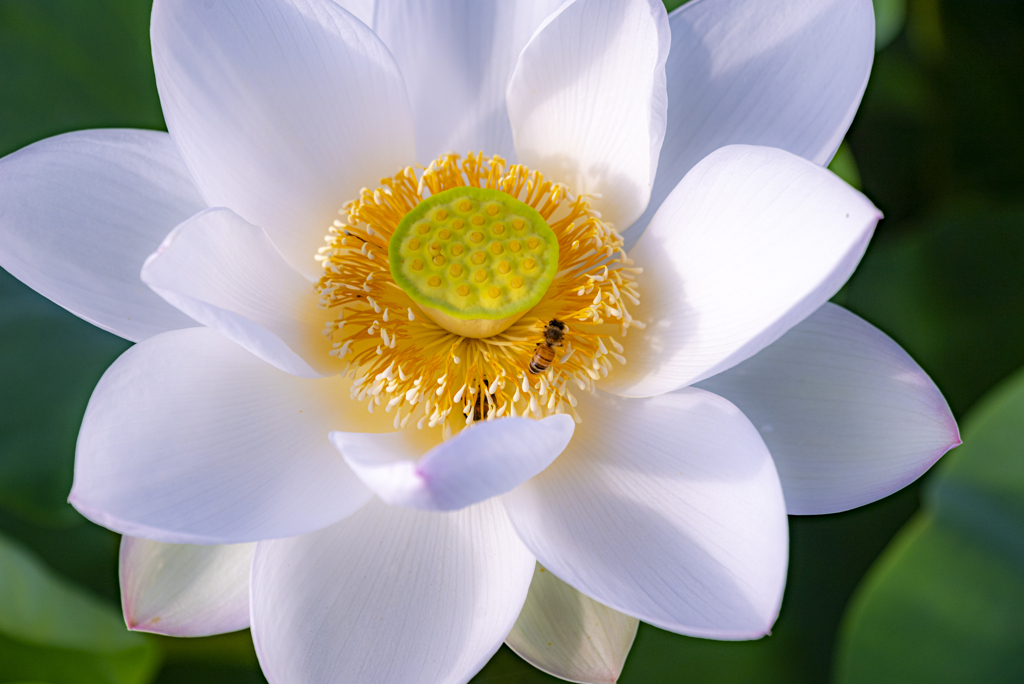 花弁の中で