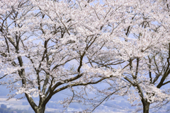 高台の桜〜満開を待ちわびて
