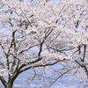 高台の桜〜満開を待ちわびて