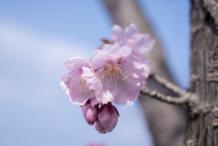 桜　開花