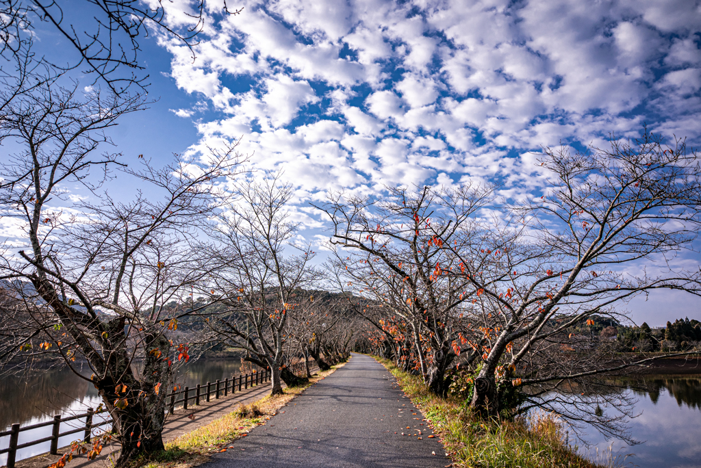 枯葉が彩る桜の散歩道