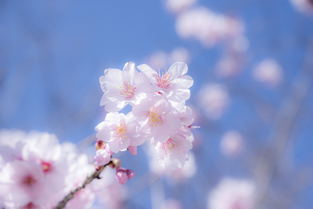 青い空と河津桜