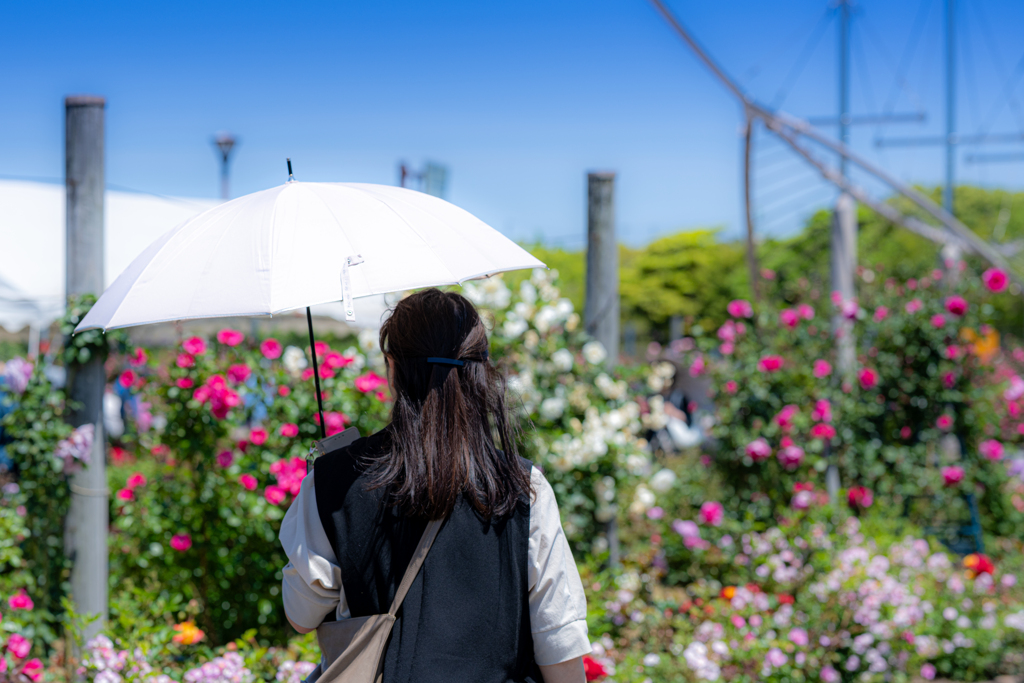 妹と薔薇にうもれる休日