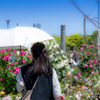 妹と薔薇にうもれる休日