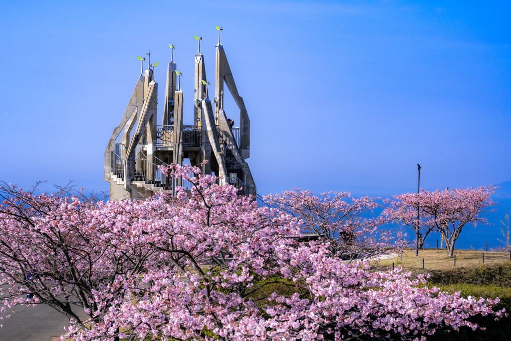 満開の河津桜とシンボルタワー