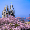 満開の河津桜とシンボルタワー
