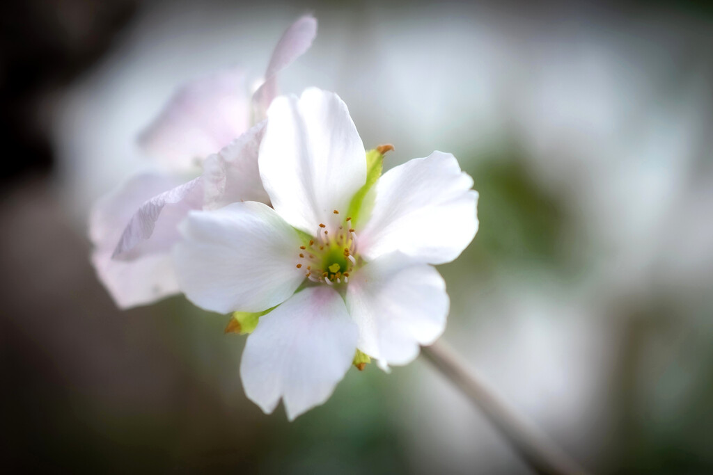 秋桜