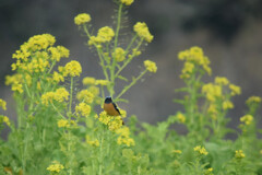 菜の花と戯れるジョウビタキ