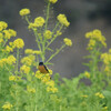 菜の花と戯れるジョウビタキ