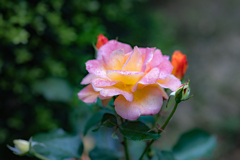 庭に植えたローズフェスタの薔薇