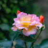 庭に植えたローズフェスタの薔薇