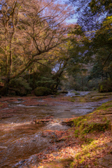 落ち葉の渓流