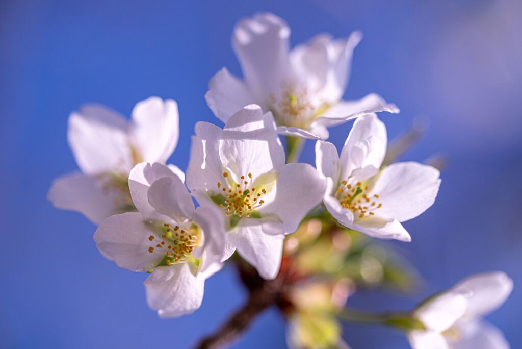白い桜 By Ikkun Id 写真共有サイト Photohito