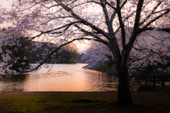 夕日に染まる水面と桜