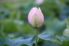 蓮根の蕾