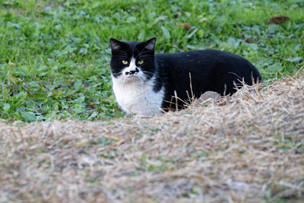 公園の猫