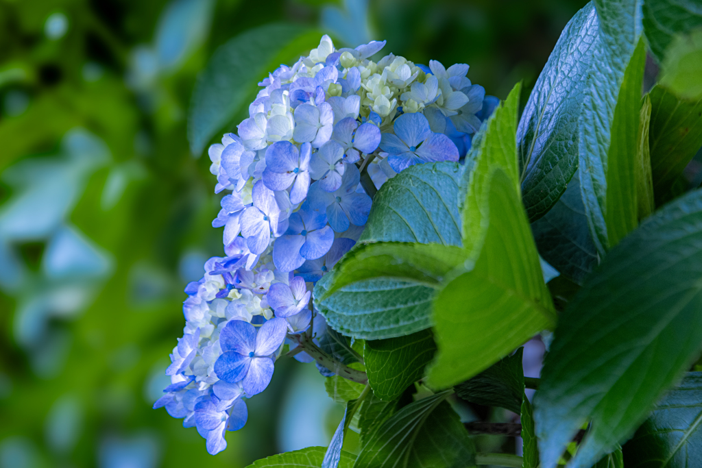 色づく紫陽花
