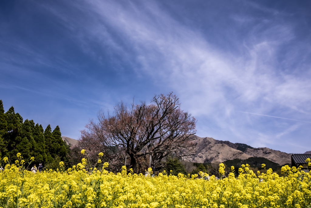 散り終えた大桜と菜の花