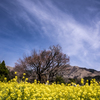 散り終えた大桜と菜の花