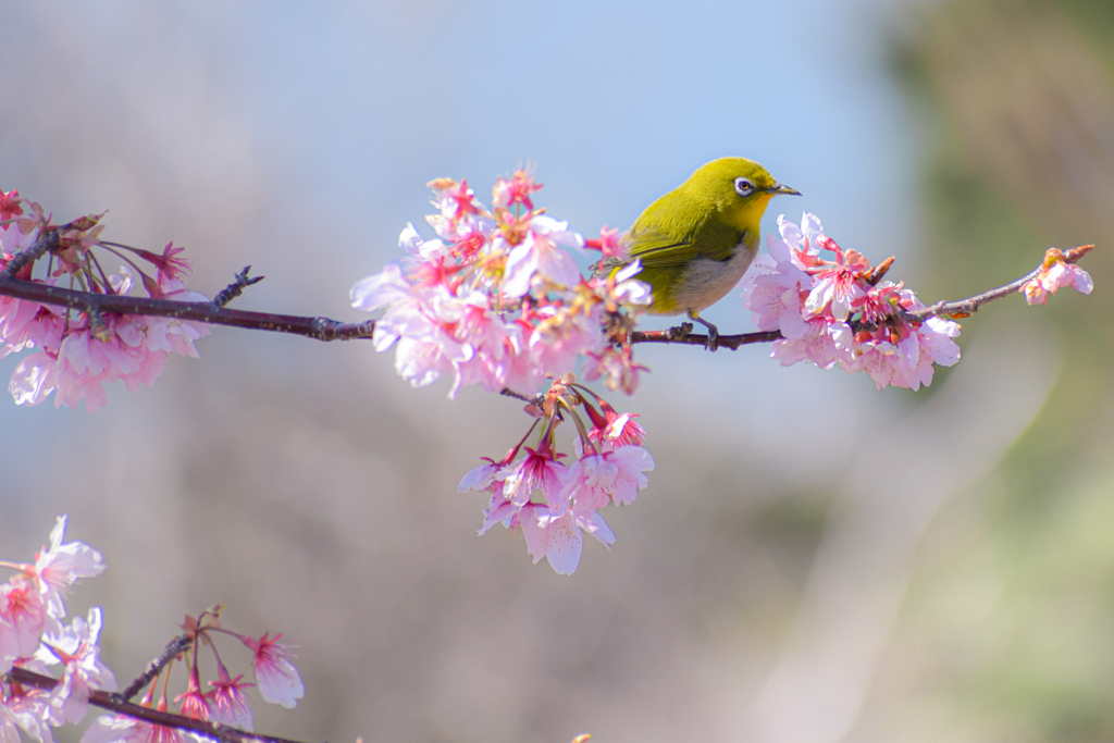 河津桜とメジロさん