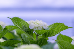 白い紫陽花と海