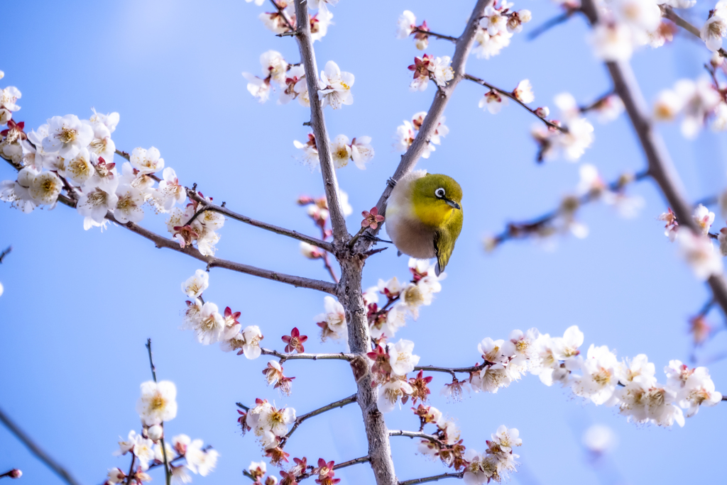 花から花へ