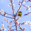 花から花へ