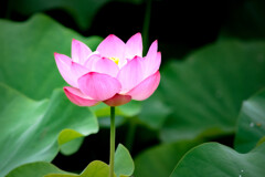 癒しの花