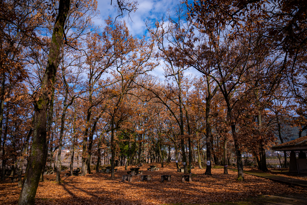 枯葉色の林に覗く青い空