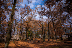 枯葉色の林に覗く青い空