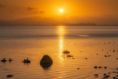 不知火海の夕暮れと水鳥たち