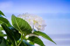梅雨入り前の青空と白い紫陽花