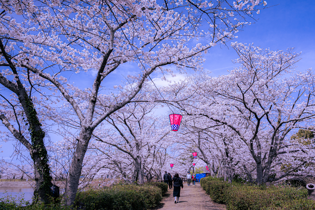 春風と桜の散歩道