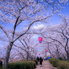 春風と桜の散歩道