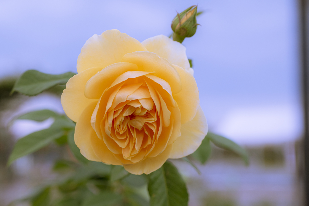 秋空に薔薇