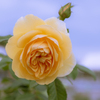 秋空に薔薇