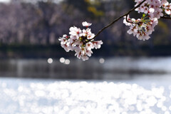 陽光を浴びて