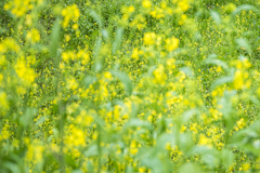 雨あがりの菜の花