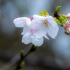 桜開花