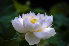 純白に輝く蓮