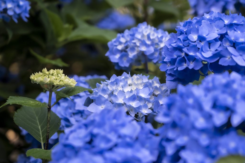 雨を待つ紫陽花