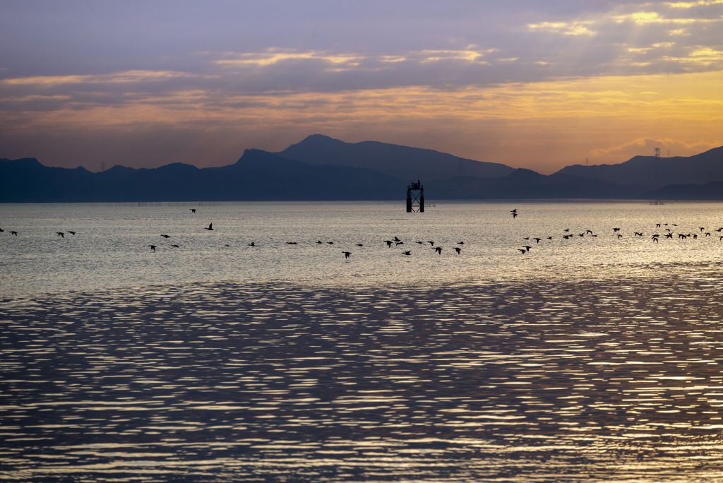 飛び立つ鴨と不知火の海