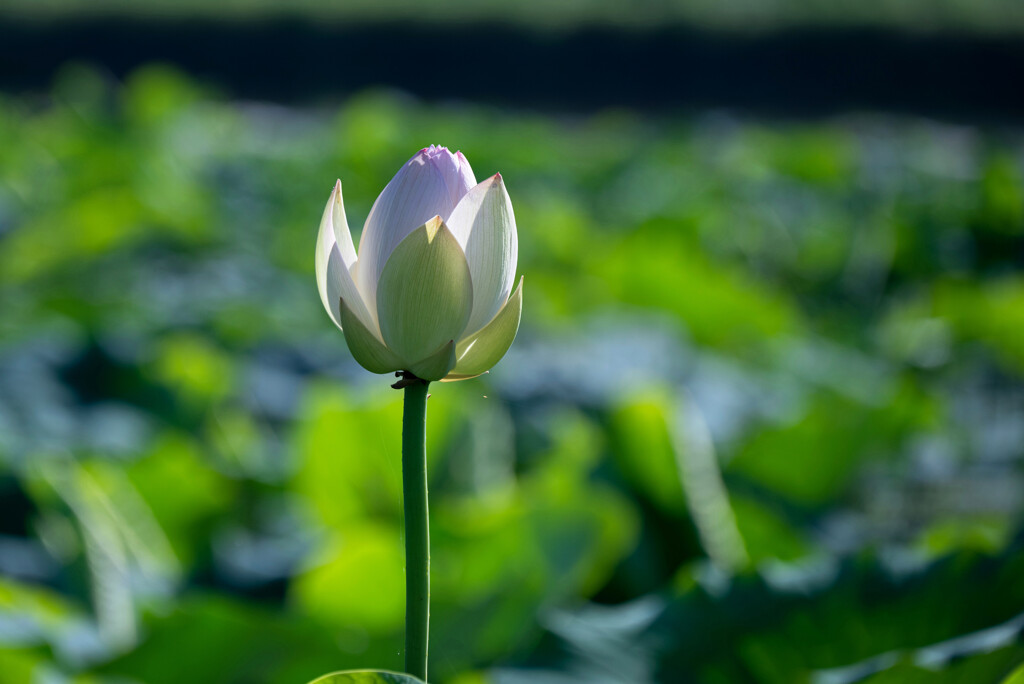 その場所で咲く～レンコン畑にて